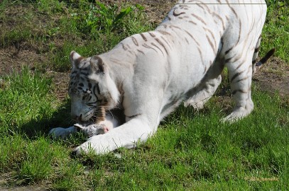 DSC_2121 Olmense Zoo