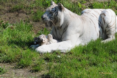 DSC_2122 Olmense Zoo