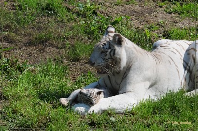 DSC_2125 Olmense Zoo