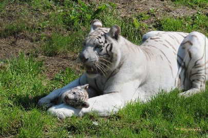 DSC_2126 Olmense Zoo