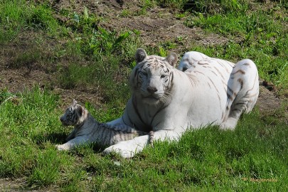 DSC_2131 Olmense Zoo