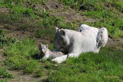 DSC_2134 Olmense Zoo