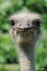 DSC_2168 Olmense Zoo