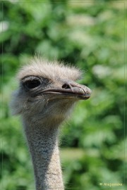 DSC_2169 Olmense Zoo