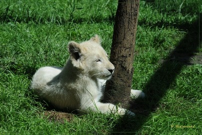 DSC_2202 Olmense Zoo