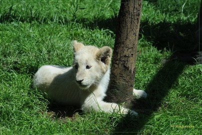 DSC_2203 Olmense Zoo