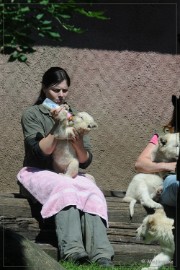 DSC_2208 Olmense Zoo verzorging Welpen
