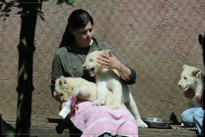 DSC_2213 Olmense Zoo verzorging Welpen