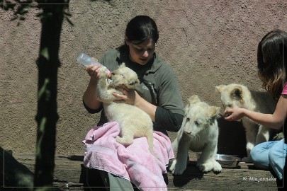 DSC_2215 Olmense Zoo verzorging Welpen