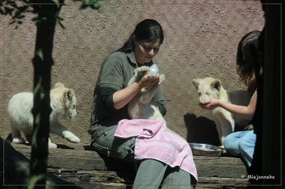 DSC_2216 Olmense Zoo verzorging Welpen