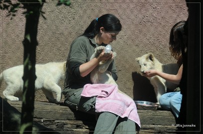 DSC_2217 Olmense Zoo verzorging Welpen