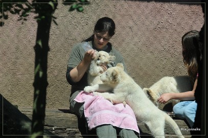 DSC_2224 Olmense Zoo verzorging Welpen