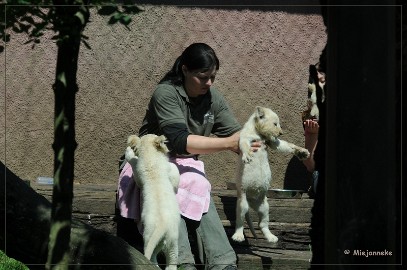 DSC_2226 Olmense Zoo verzorging Welpen