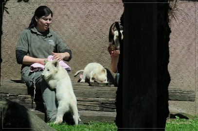 DSC_2227 Olmense Zoo verzorging Welpen