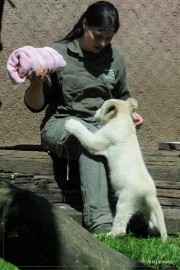 DSC_2228 Olmense Zoo verzorging Welpen
