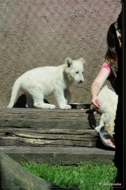 DSC_2230 Olmense Zoo verzorging Welpen