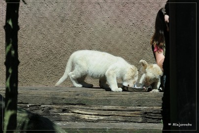 DSC_2231 Olmense Zoo verzorging Welpen