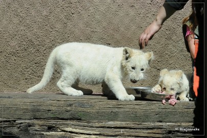 DSC_2233 Olmense Zoo verzorging Welpen