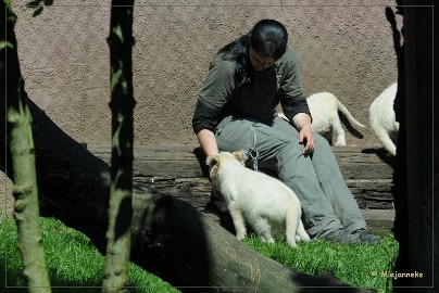 DSC_2234 Olmense Zoo verzorging Welpen