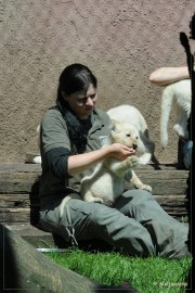 DSC_2235 Olmense Zoo verzorging Welpen