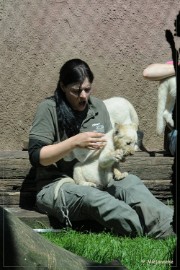 DSC_2236 Olmense Zoo verzorging Welpen