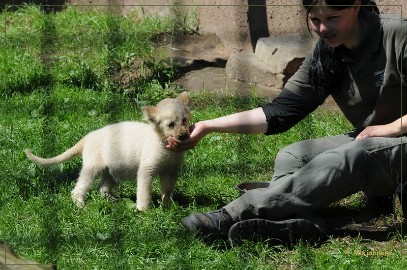 DSC_2243 Olmense Zoo verzorging Welpen