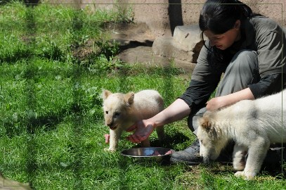 DSC_2246 Olmense Zoo verzorging Welpen