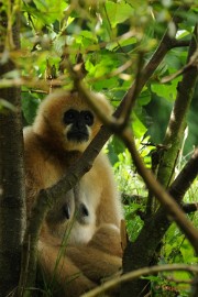 DSC_6599 Witwang gibon