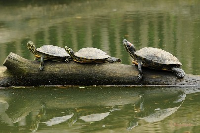 DSC_6634 Roodwang schildpad