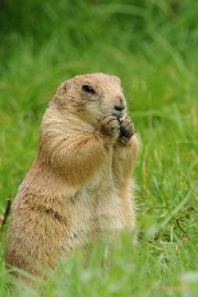 DSC_6872 Prairiehondje