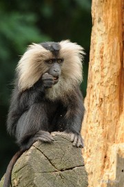 DSC_7118 Baardaap