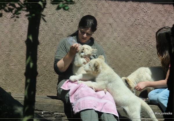 Olmense zoo Verzorging Welpen 9 Juni