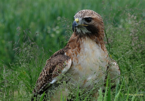 Roofvogels 2008