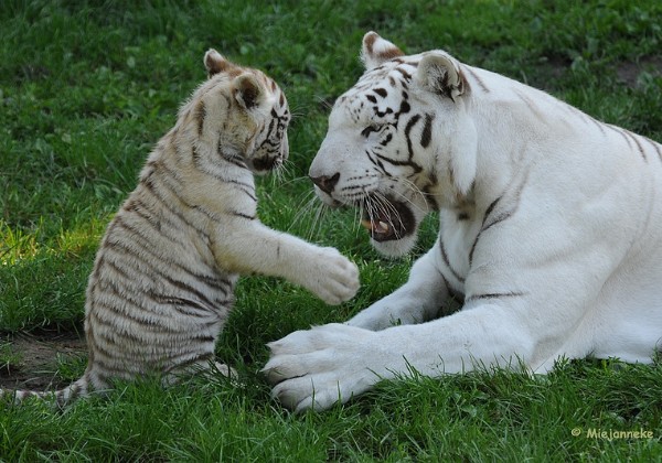 Wildparken en dierentuinen 2008