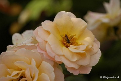 _DSC4575 Close up