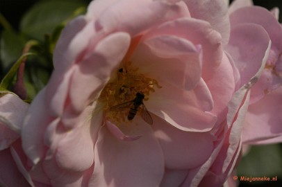 _DSC4648 Close up