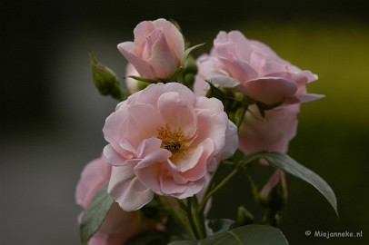 _DSC4657 Close up