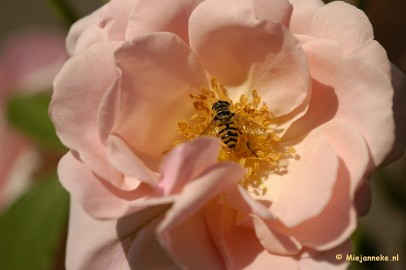 _DSC4672 Close up