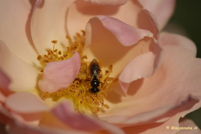 _DSC4679 Close up