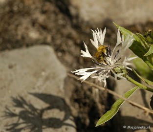 _DSC4777 Close up