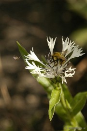 _DSC4787 Close up