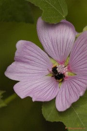_DSC4850 Close up