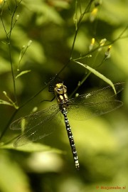 _DSC5040 Close up
