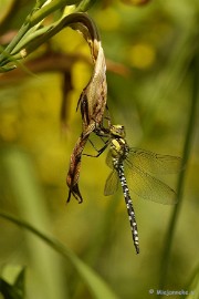 _DSC5047 Close up