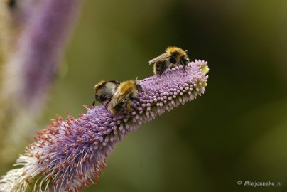 _DSC5139 Close up
