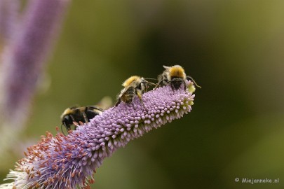 _DSC5144 Close up