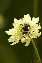 _DSC5185 Close up