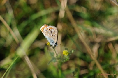 DSC_6905a Kleine vlinders.