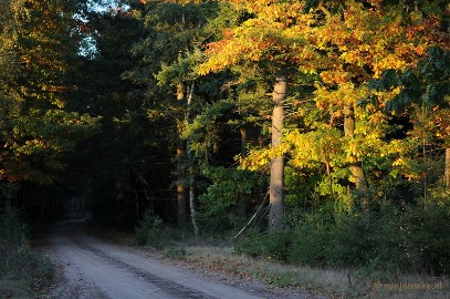DSC_4449 Leenderheide