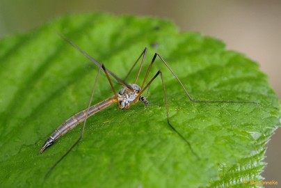 _DSC2017a Close up